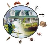 Bee Pest Control Adelaide image 1